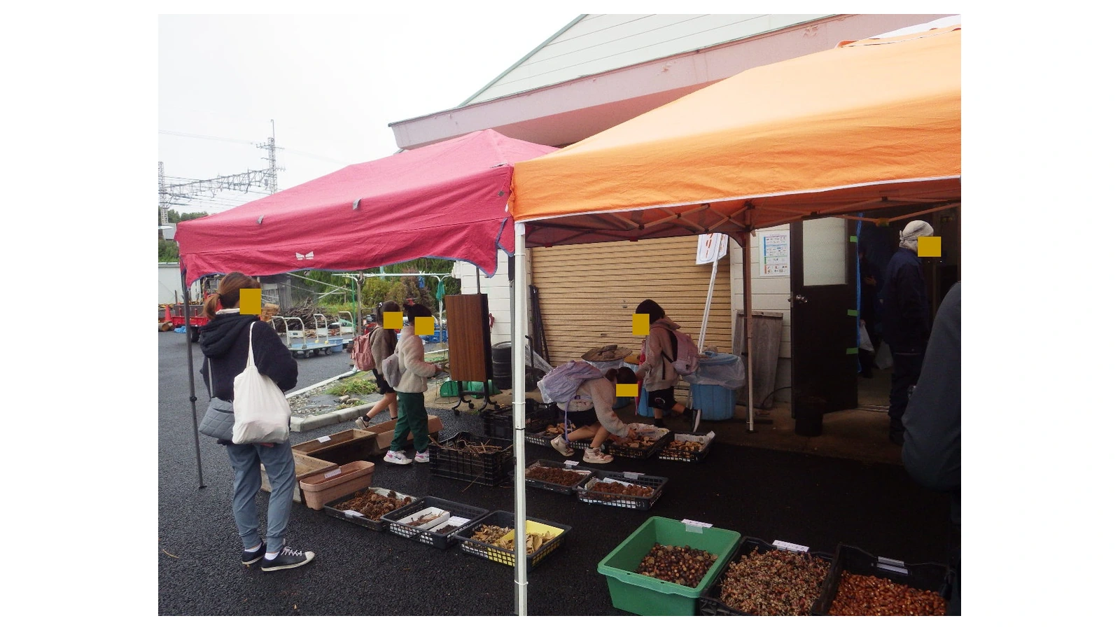 亀戸中央公園で「どんぐりまつり」10月25日｜100円・予約不要・雨天屋内